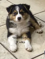 Dutton, a male Australian Shepherd for sale in Sanford, FL – 4 of 10