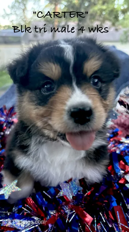 Carter – Australian Shepherd puppy for sale in Sanford, FL