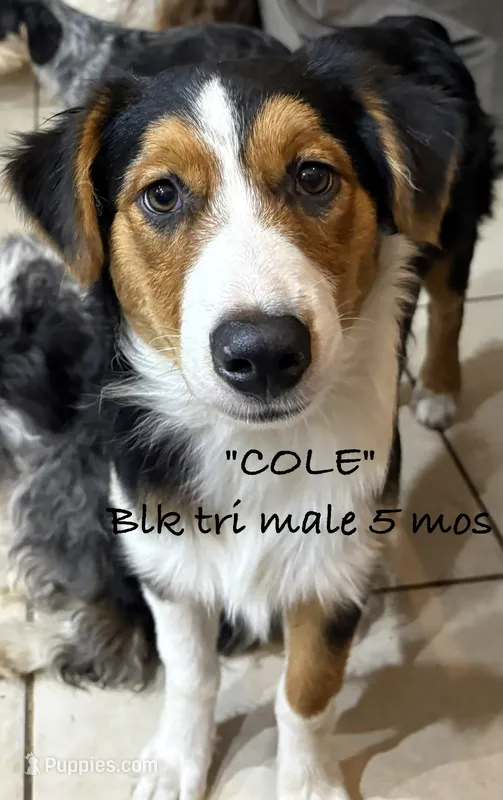 Cole – Australian Shepherd puppy for sale in Sanford, FL