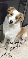 Nancy, a female Australian Shepherd for sale in Sanford, FL – 2 of 9
