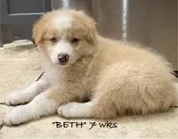 BETH, a female Australian Shepherd for sale in Sanford, FL – 3 of 10