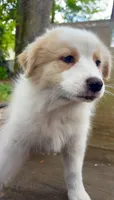 Nancy, a female Australian Shepherd for sale in Sanford, FL – 3 of 6