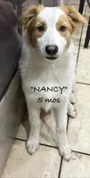 Nancy, a female Australian Shepherd for sale in Sanford, FL – 3 of 9
