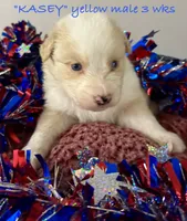 KASEY, a male Australian Shepherd for sale in Sanford, FL – 9 of 10