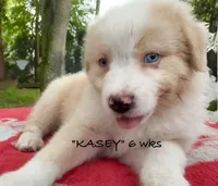 KASEY, a male Australian Shepherd for sale in Sanford, FL – 7 of 10