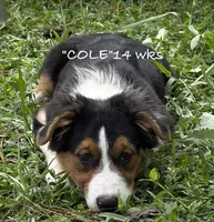 Cole, a male Australian Shepherd for sale in Sanford, FL – 2 of 10