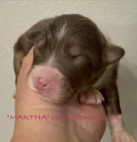 Martha, a female Australian Shepherd for sale in Sanford, FL – Photo 1 of 3