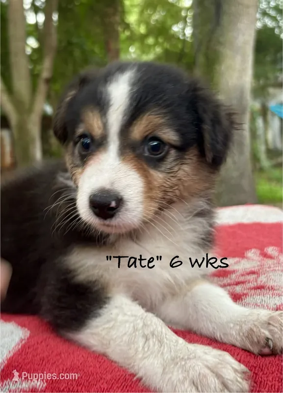 Tate – Australian Shepherd puppy for sale in Sanford, FL