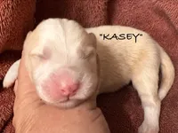 KASEY, a male Australian Shepherd for sale in Sanford, FL – 4 of 4