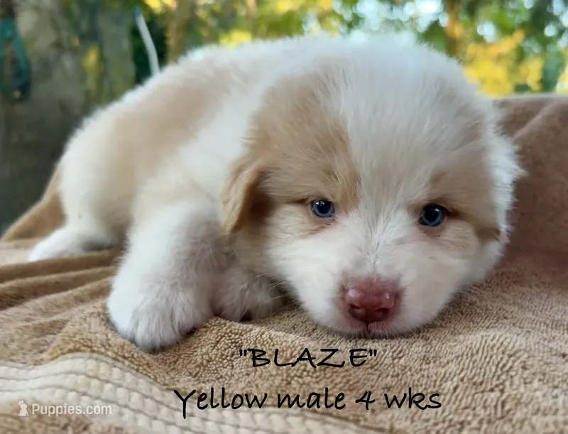 BLAZE – Australian Shepherd puppy for sale in Sanford, FL