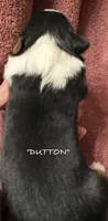 Dutton, a male Australian Shepherd for sale in Sanford, FL – 5 of 5