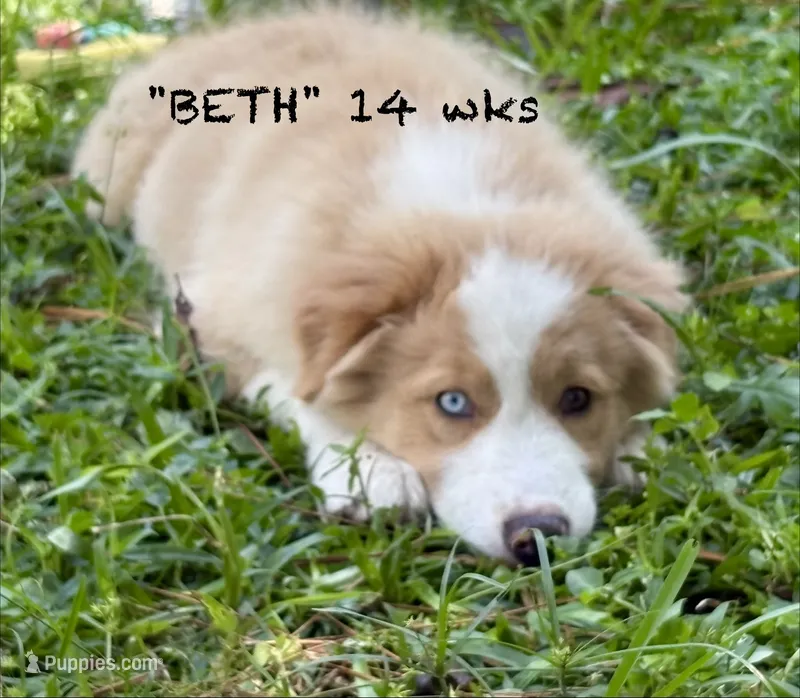 BETH – Australian Shepherd puppy for sale in Sanford, FL