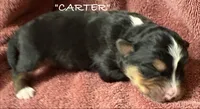 Carter, a male Australian Shepherd for sale in Sanford, FL – 3 of 4