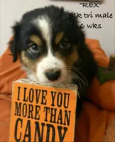 REX, a male Australian Shepherd for sale in Sanford, FL – 2 of 7