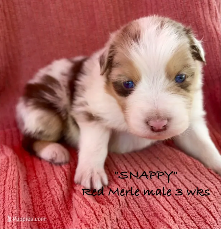 SNAPPY – Australian Shepherd puppy for sale in Sanford, FL