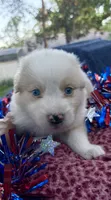 KASEY, a male Australian Shepherd for sale in Sanford, FL – 5 of 10
