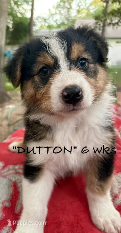 Dutton – Australian Shepherd puppy for sale in Sanford, FL