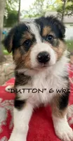 Dutton, a male Australian Shepherd for sale in Sanford, FL – 6 of 10