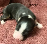 Tate, a male Australian Shepherd for sale in Sanford, FL – 4 of 5