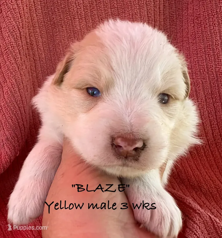 BLAZE – Australian Shepherd puppy for sale in Sanford, FL