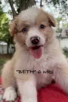 BETH, a female Australian Shepherd for sale in Sanford, FL – 6 of 10