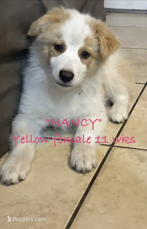 Nancy – Australian Shepherd puppy for sale in Sanford, FL