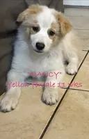 Nancy, a female Australian Shepherd for sale in Sanford, FL – 1 of 10