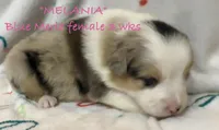 Melania, a female Australian Shepherd for sale in Sanford, FL – Photo 6 of 10