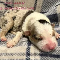 Melania, a female Australian Shepherd for sale in Sanford, FL – Photo 8 of 10