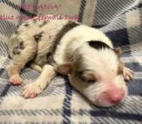 Melania, a female Australian Shepherd for sale in Sanford, FL – Photo 1 of 3