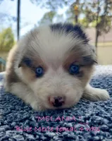 Melania, a female Australian Shepherd for sale in Sanford, FL – Photo 2 of 10