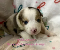 Melania, a female Australian Shepherd for sale in Sanford, FL – Photo 3 of 10