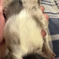 Melania, a female Australian Shepherd for sale in Sanford, FL – Photo 10 of 10