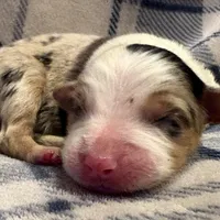 Melania, a female Australian Shepherd for sale in Sanford, FL – Photo 9 of 10