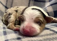 Melania, a female Australian Shepherd for sale in Sanford, FL – Photo 3 of 3