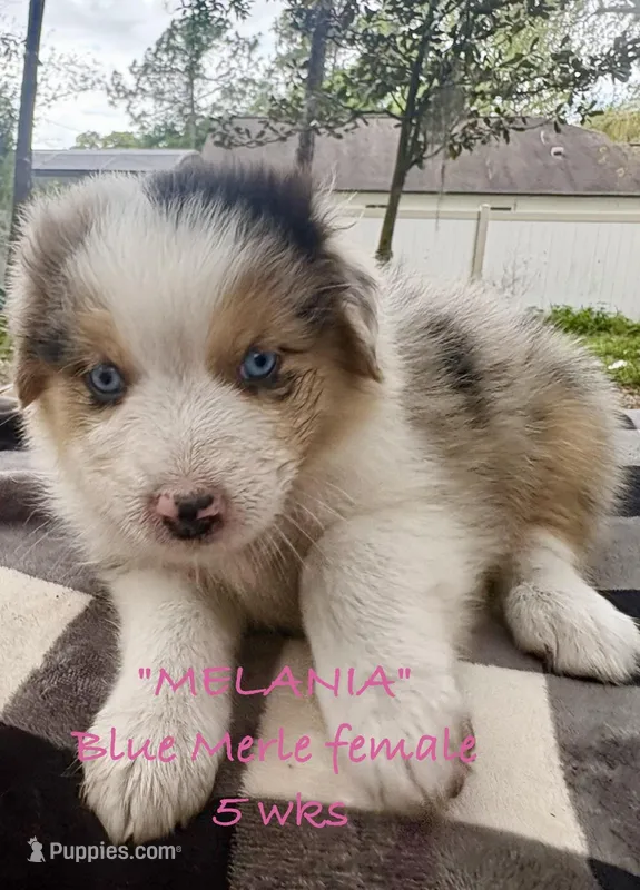 Melania – Australian Shepherd puppy for sale in Sanford, FL