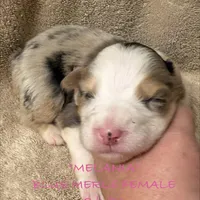 Melania, a female Australian Shepherd for sale in Sanford, FL – Photo 5 of 10