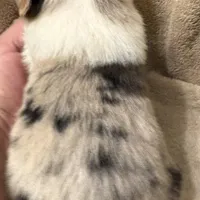 Melania, a female Australian Shepherd for sale in Sanford, FL – Photo 7 of 10