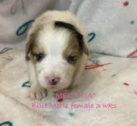 Melania, a female Australian Shepherd for sale in Sanford, FL – Photo 4 of 10