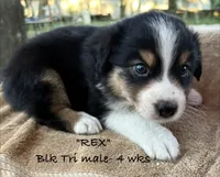 REX, a male Australian Shepherd for sale in Sanford, FL – 5 of 7