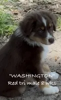 WASHINGTON, a male Australian Shepherd for sale in Sanford, FL – 3 of 10