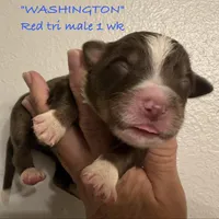 WASHINGTON, a male Australian Shepherd for sale in Sanford, FL – Photo 8 of 10