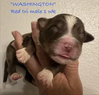 WASHINGTON, a male Australian Shepherd for sale in Sanford, FL – Photo 1 of 3