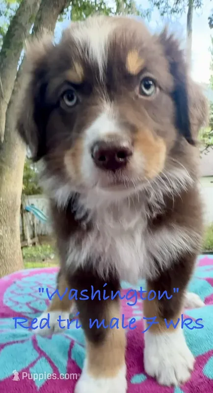 WASHINGTON – Australian Shepherd puppy for sale in Sanford, FL