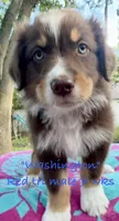WASHINGTON, a male Australian Shepherd for sale in Sanford, FL – 4 of 10