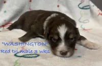 WASHINGTON, a male Australian Shepherd for sale in Sanford, FL – Photo 5 of 10