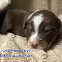 WASHINGTON, a male Australian Shepherd for sale in Sanford, FL – Photo 6 of 10