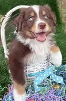 WASHINGTON, a male Australian Shepherd for sale in Sanford, FL – Photo 2 of 10