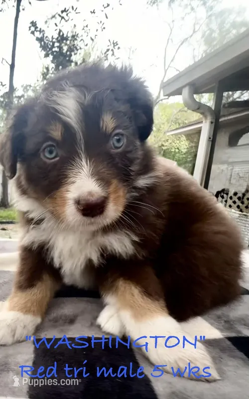 WASHINGTON – Australian Shepherd puppy for sale in Sanford, FL