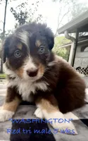 WASHINGTON, a male Australian Shepherd for sale in Sanford, FL – Photo 3 of 10